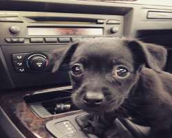She and her partner had adopted a cute black puppy and named him Ichi.